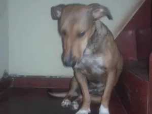 Cachorro raça coffap idade 1 ano nome Pedrita