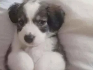 Cachorro raça Srd idade 2 a 6 meses nome A definir