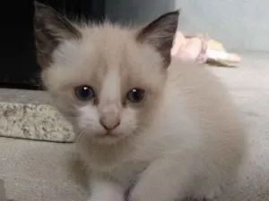Gato raça  idade Abaixo de 2 meses nome Lilith