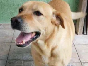 Cachorro raça Labrador idade 5 anos nome Sebastian