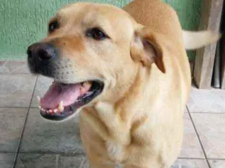 Cachorro ra a Labrador idade 5 anos nome Sebastian