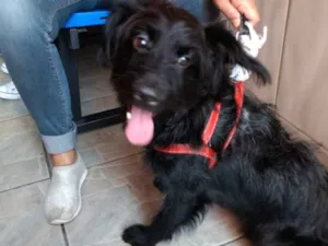 Cachorro raça Poodle e vira lata  idade 7 a 11 meses nome Billy poodle mix 