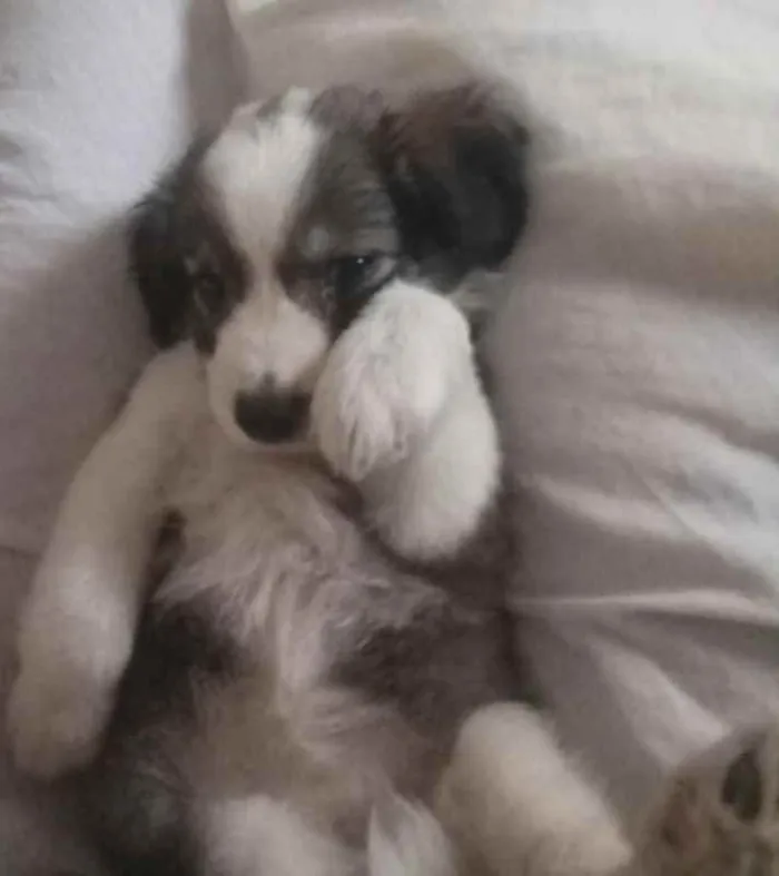 Cachorro raça SRD idade 2 a 6 meses nome Filhote