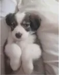 Filhote