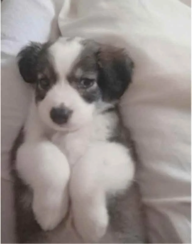 Cachorro raça SRD idade 2 a 6 meses nome Filhote