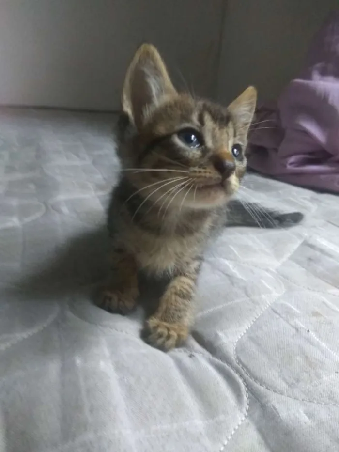 Gato ra a Vira lata idade Abaixo de 2 meses nome Ainda sem nome