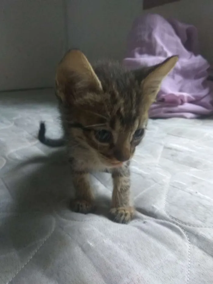 Gato ra a Vira lata idade Abaixo de 2 meses nome Ainda sem nome