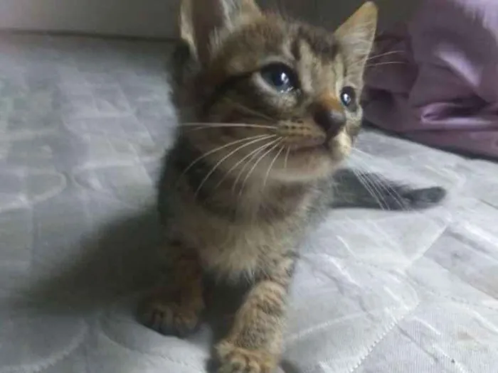 Gato ra a Vira lata idade Abaixo de 2 meses nome Ainda sem nome