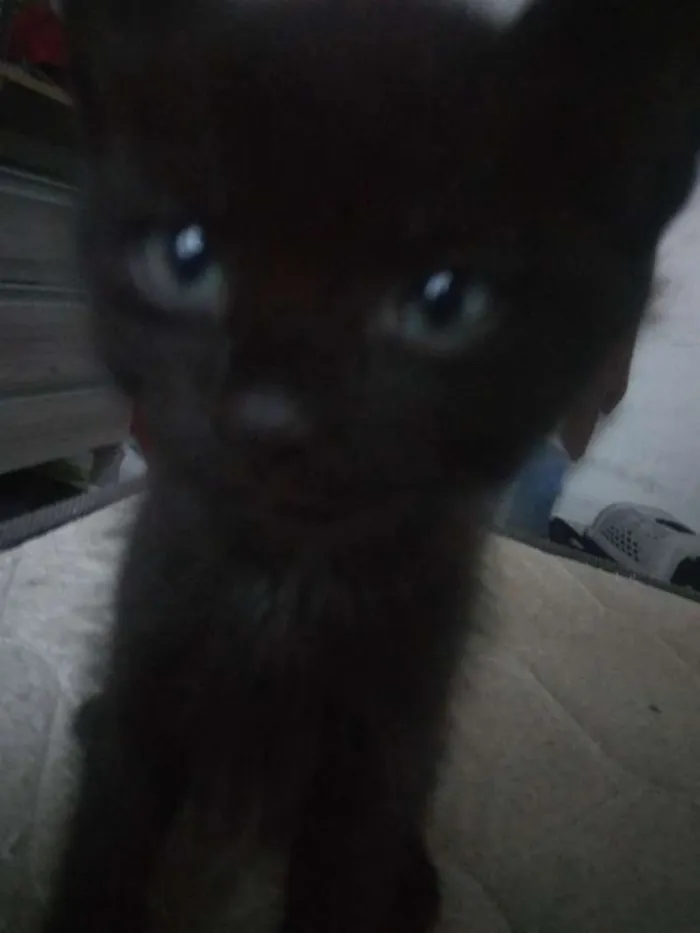 Gato ra a Vira lata idade Abaixo de 2 meses nome Ainda sem nome