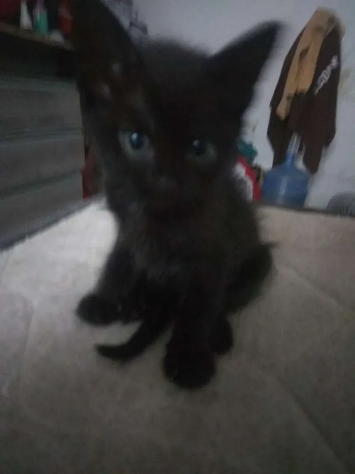 Gato ra a Vira lata idade Abaixo de 2 meses nome Ainda sem nome