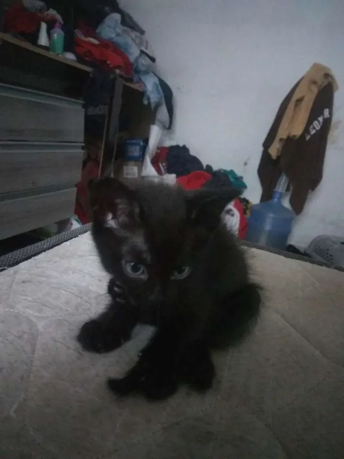 Gato ra a Vira lata idade Abaixo de 2 meses nome Ainda sem nome
