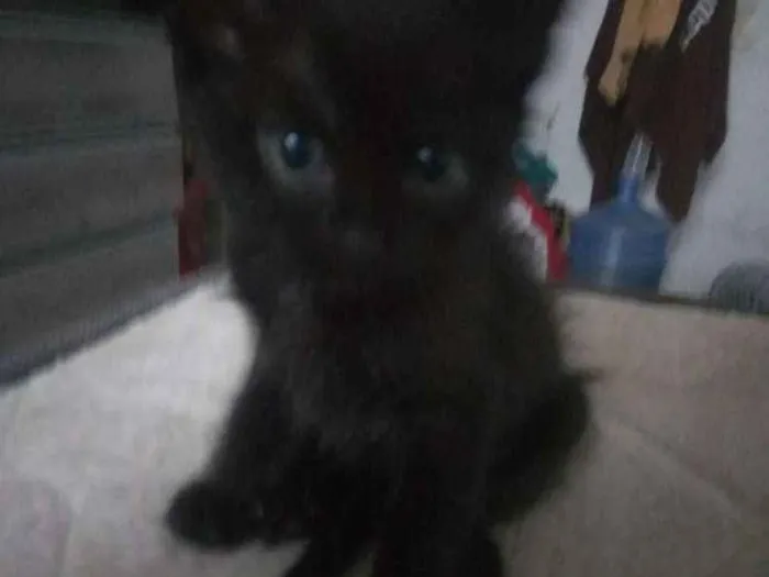 Gato ra a Vira lata idade Abaixo de 2 meses nome Ainda sem nome