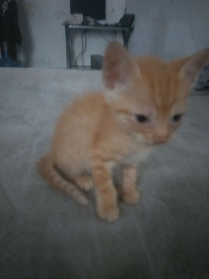Gato ra a Vira lata idade Abaixo de 2 meses nome Ainda sem nome