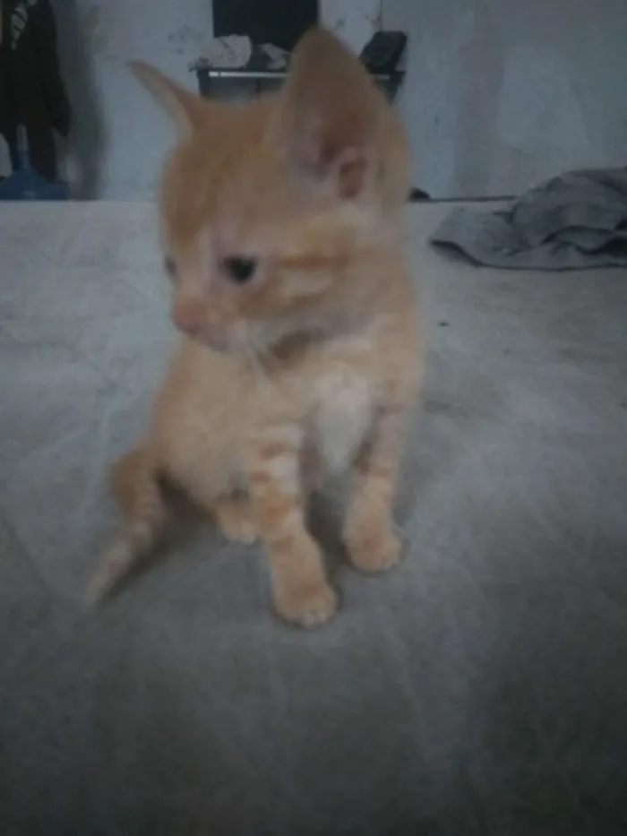 Gato ra a Vira lata idade Abaixo de 2 meses nome Ainda sem nome