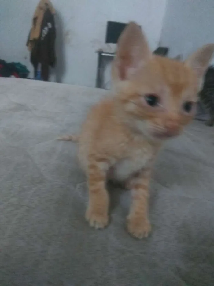 Gato ra a Vira lata idade Abaixo de 2 meses nome Ainda sem nome