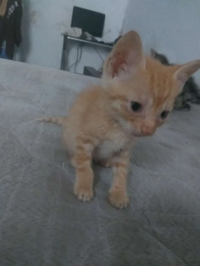 Gato ra a Vira lata idade Abaixo de 2 meses nome Ainda sem nome