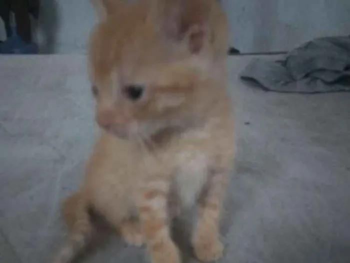 Gato ra a Vira lata idade Abaixo de 2 meses nome Ainda sem nome