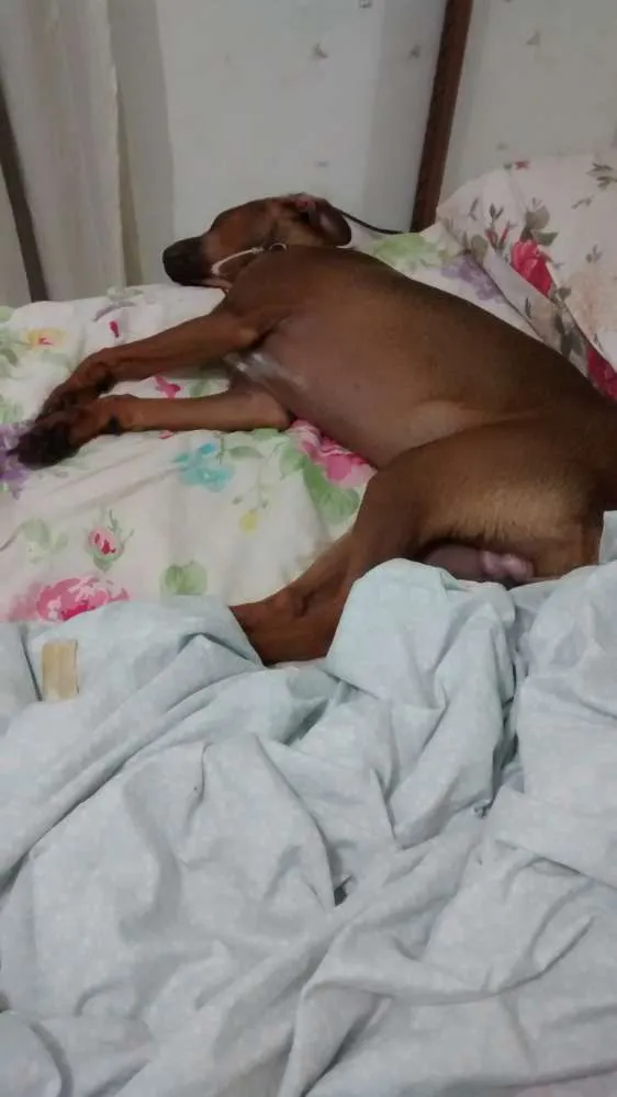 Cachorro raça Vira lata  idade 7 a 11 meses nome Thor