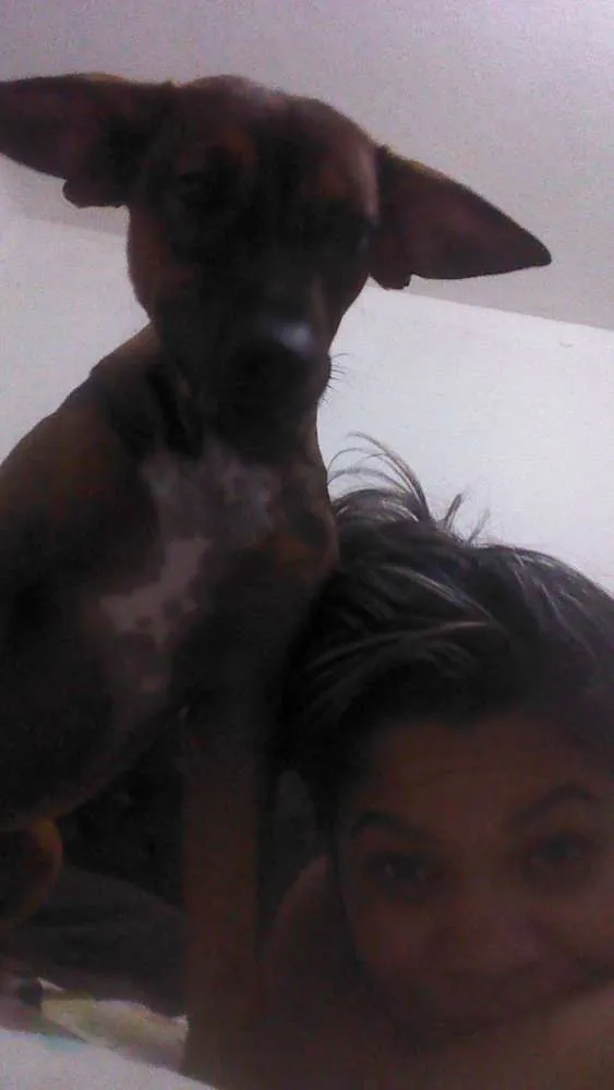 Cachorro raça Vira lata  idade 7 a 11 meses nome Thor