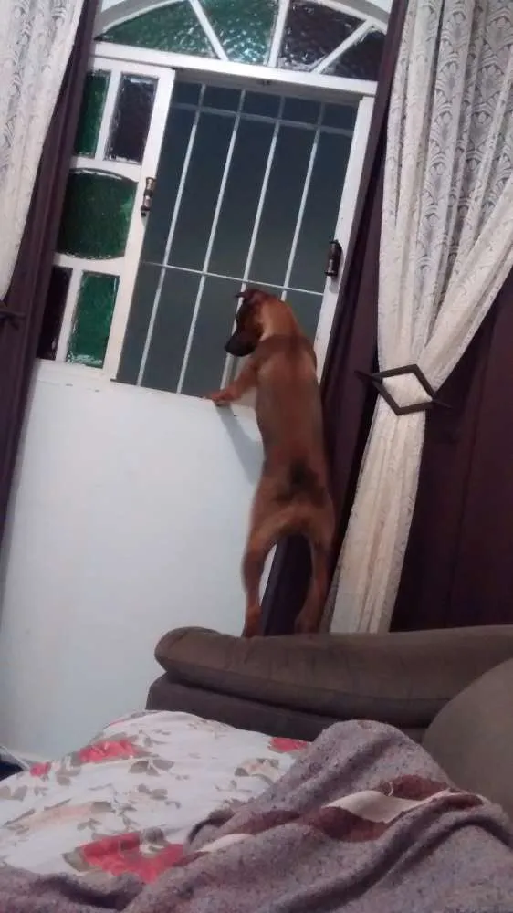 Cachorro raça Vira lata  idade 7 a 11 meses nome Thor