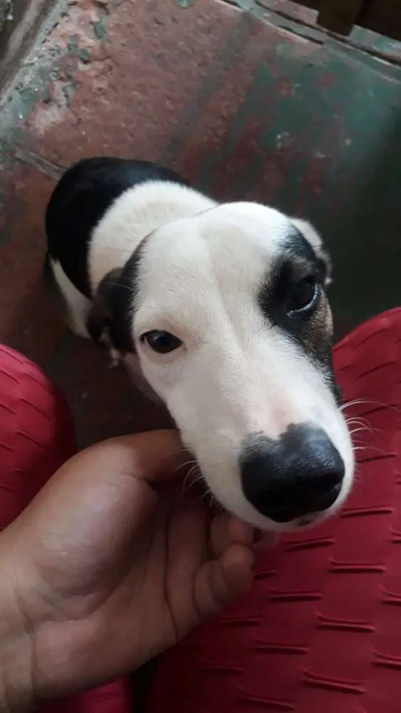 Cachorro ra a Vira-lata idade 7 a 11 meses nome Bob