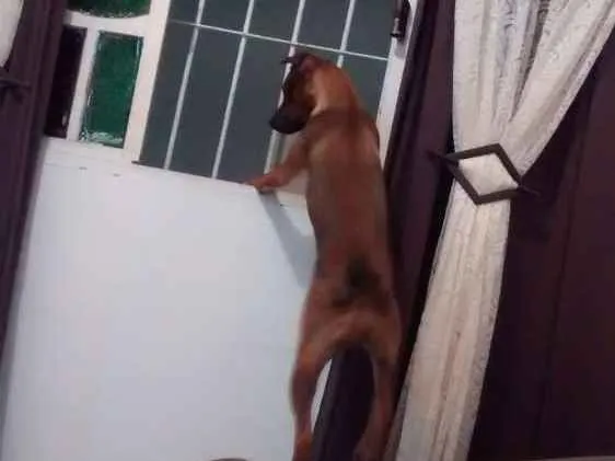 Cachorro raça Vira lata  idade 7 a 11 meses nome Thor