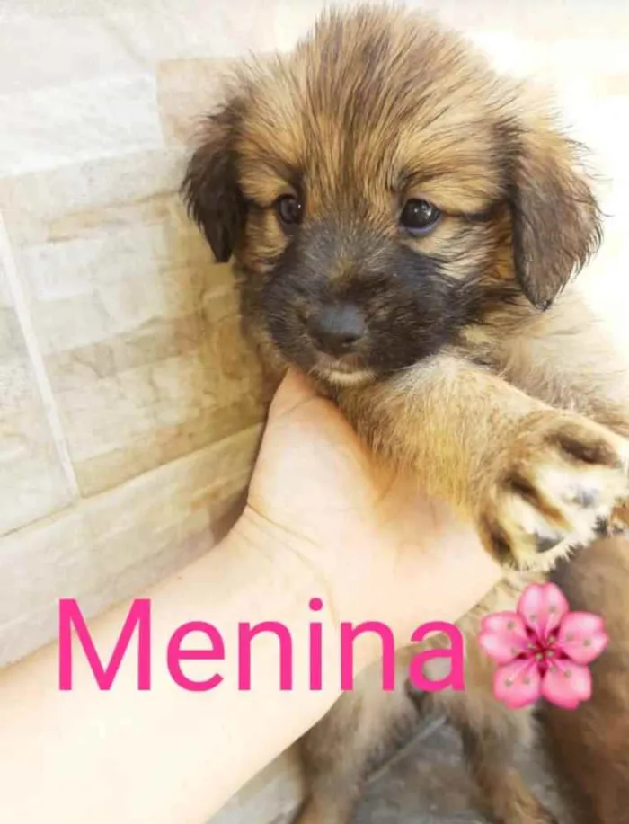 Cachorro ra a Sem raça definida idade 2 a 6 meses nome Mabel