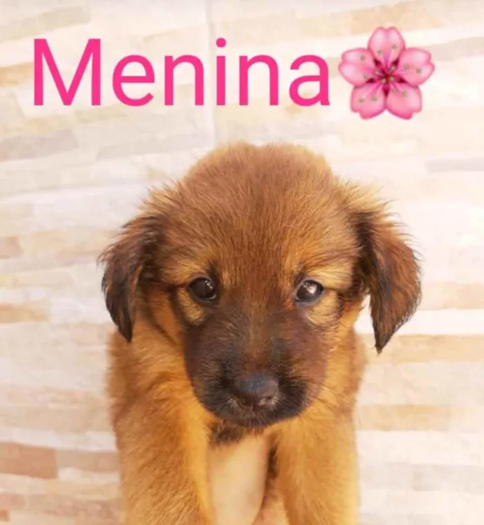 Cachorro ra a Sem raça definida idade 2 a 6 meses nome Mabel