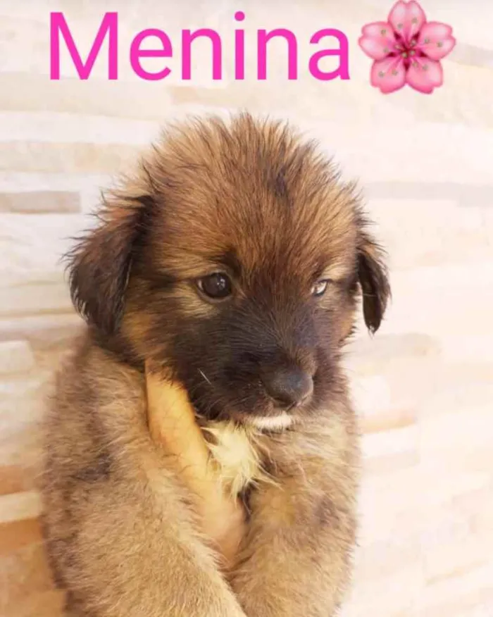 Cachorro ra a Sem raça definida idade 2 a 6 meses nome Mabel