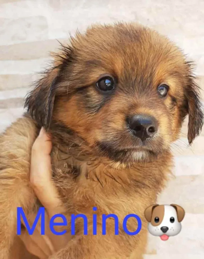 Cachorro ra a Sem raça definida idade 2 a 6 meses nome Mabel