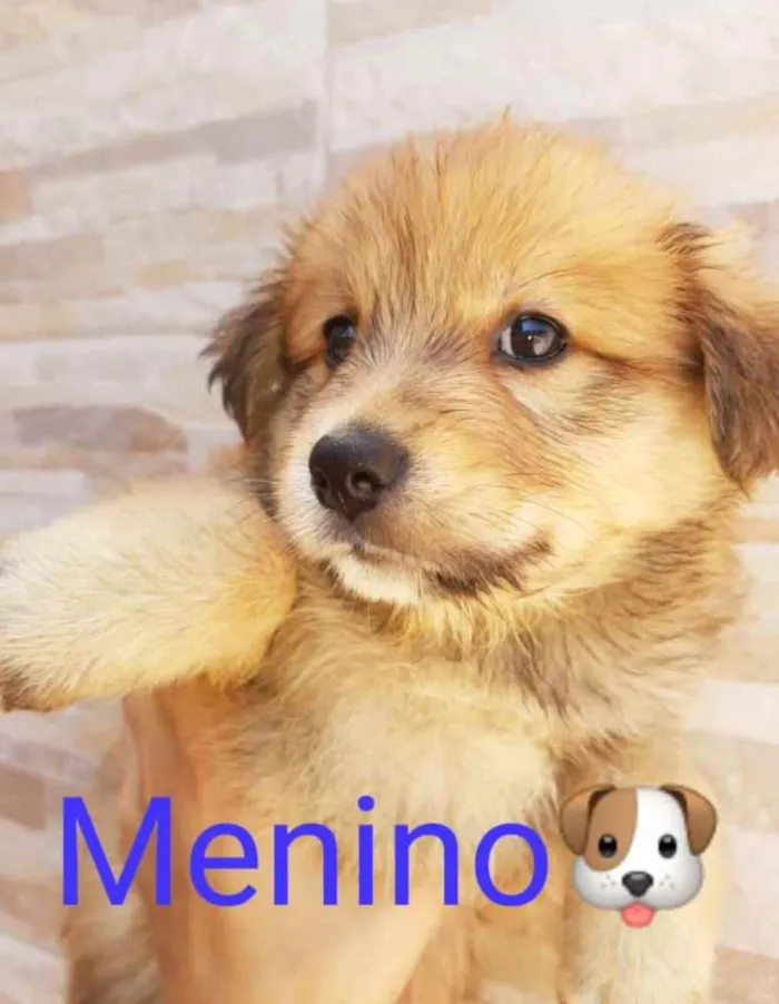 Cachorro ra a Sem raça definida idade 2 a 6 meses nome Mabel