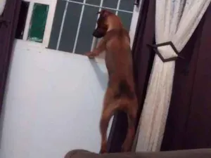 Cachorro raça Vira lata  idade 7 a 11 meses nome Thor