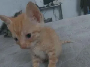 Gato raça Vira lata idade Abaixo de 2 meses nome Ainda sem nome