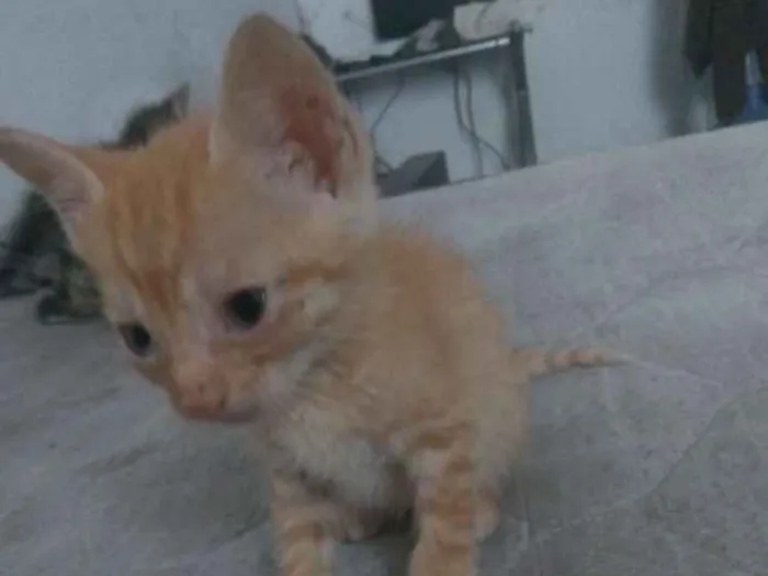 Gato ra a Vira lata idade Abaixo de 2 meses nome Ainda sem nome