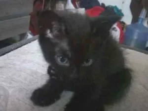 Gato raça Vira lata idade Abaixo de 2 meses nome Ainda sem nome