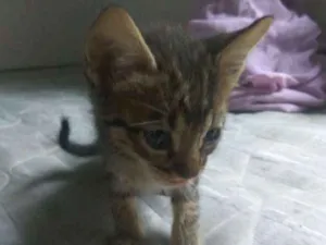 Gato raça Vira lata idade Abaixo de 2 meses nome Ainda sem nome