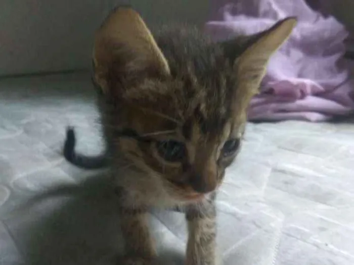 Gato ra a Vira lata idade Abaixo de 2 meses nome Ainda sem nome