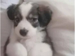Cachorro raça SRD idade 2 a 6 meses nome Filhote