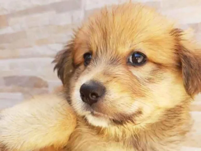 Cachorro ra a Sem raça definida idade 2 a 6 meses nome Mabel