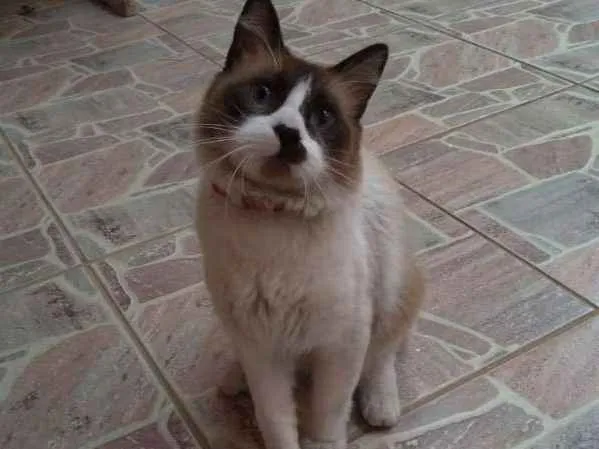 Gato ra a Srd idade 2 anos nome Paçoquita