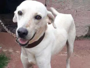 Cachorro raça Indefinida idade 4 anos nome Jhon