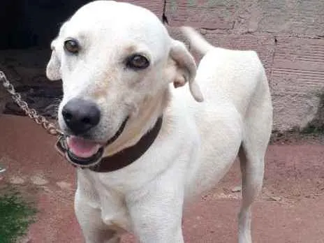 Cachorro ra a Indefinida idade 4 anos nome Jhon