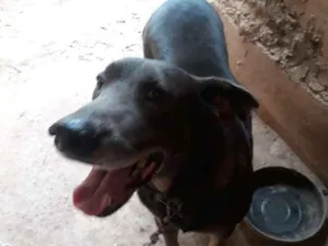 Cachorro raça Indefinida idade 5 anos nome Brutos