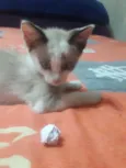 Nala