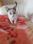 Nala