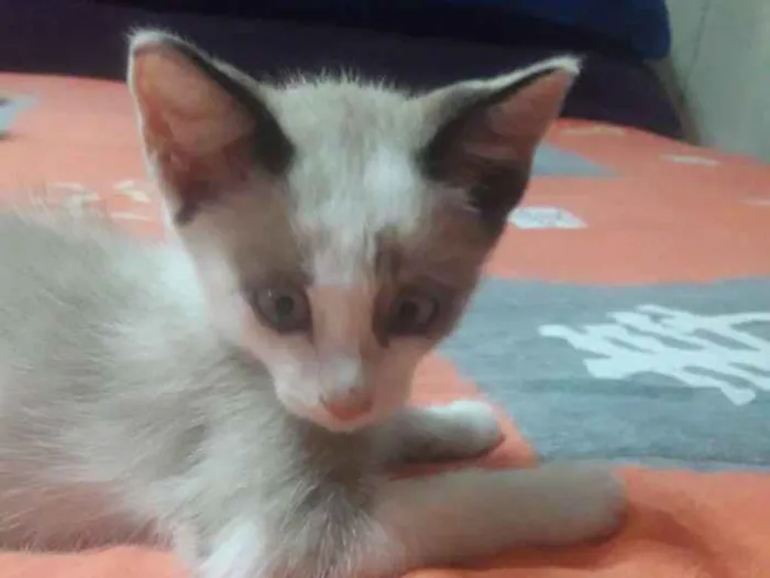 Gato ra a Sem raça  idade 2 a 6 meses nome Nala