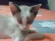 Nala