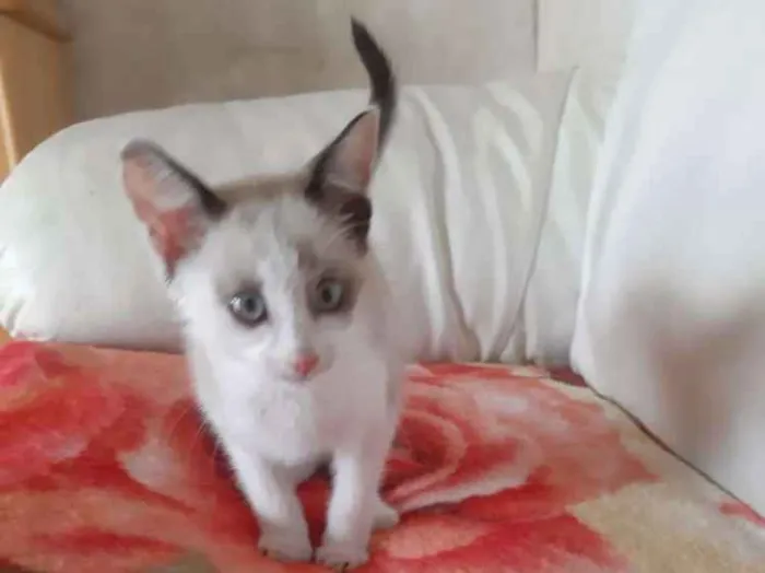 Gato ra a Sem raça  idade 2 a 6 meses nome Nala