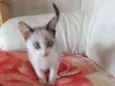 Nala