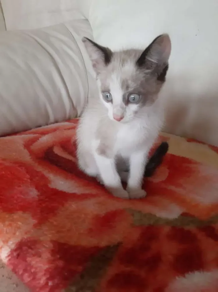 Gato ra a Sem raça  idade 2 a 6 meses nome Nala